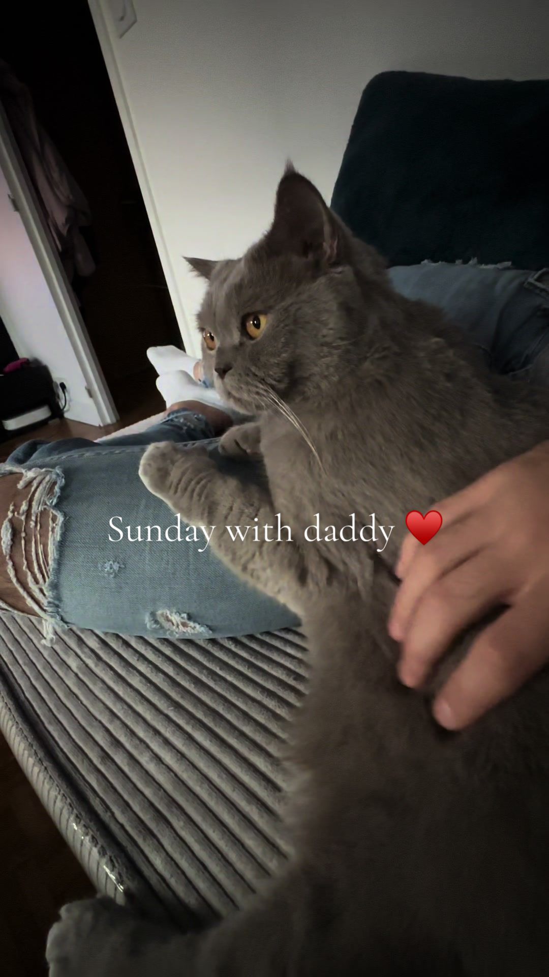 @DodoTheCat 😻