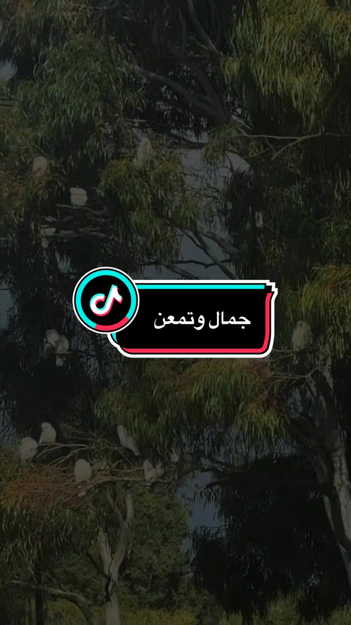@NAHLA T jamel