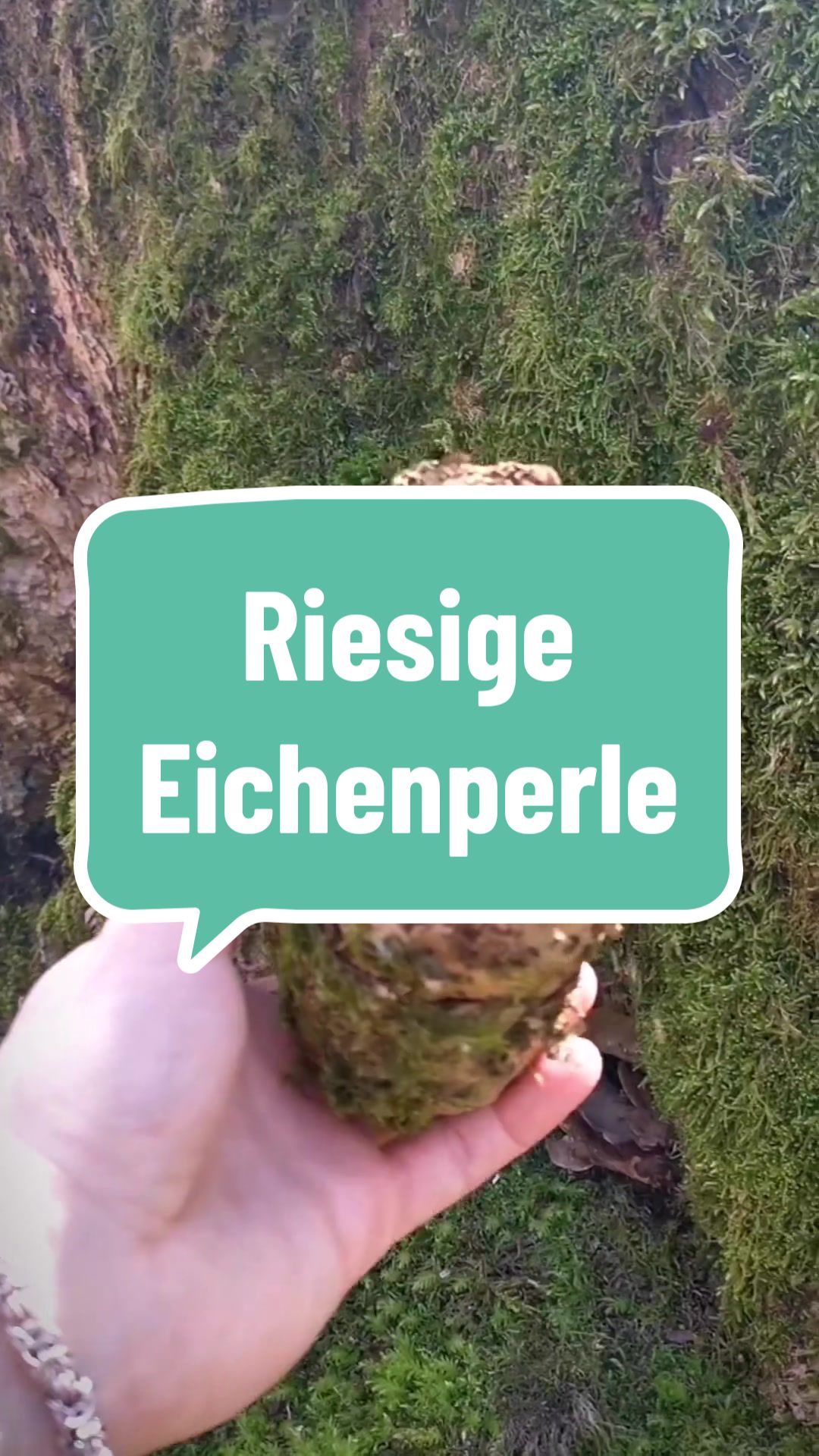 @Die.Waldeule