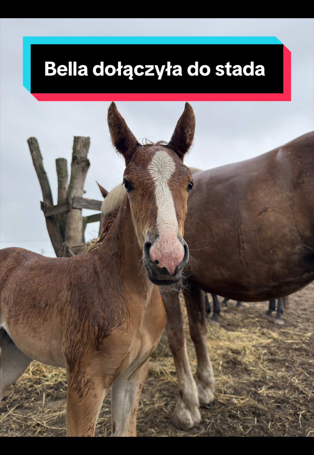 @Stado_Belli