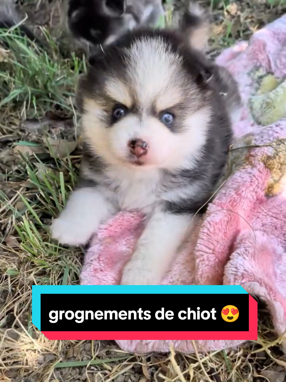 @Pomsky du Lys d'or