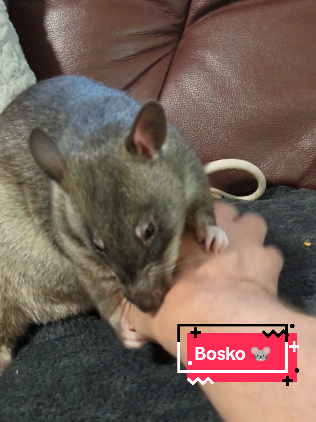 @Ratocalypse 🐀🤣🧀💥