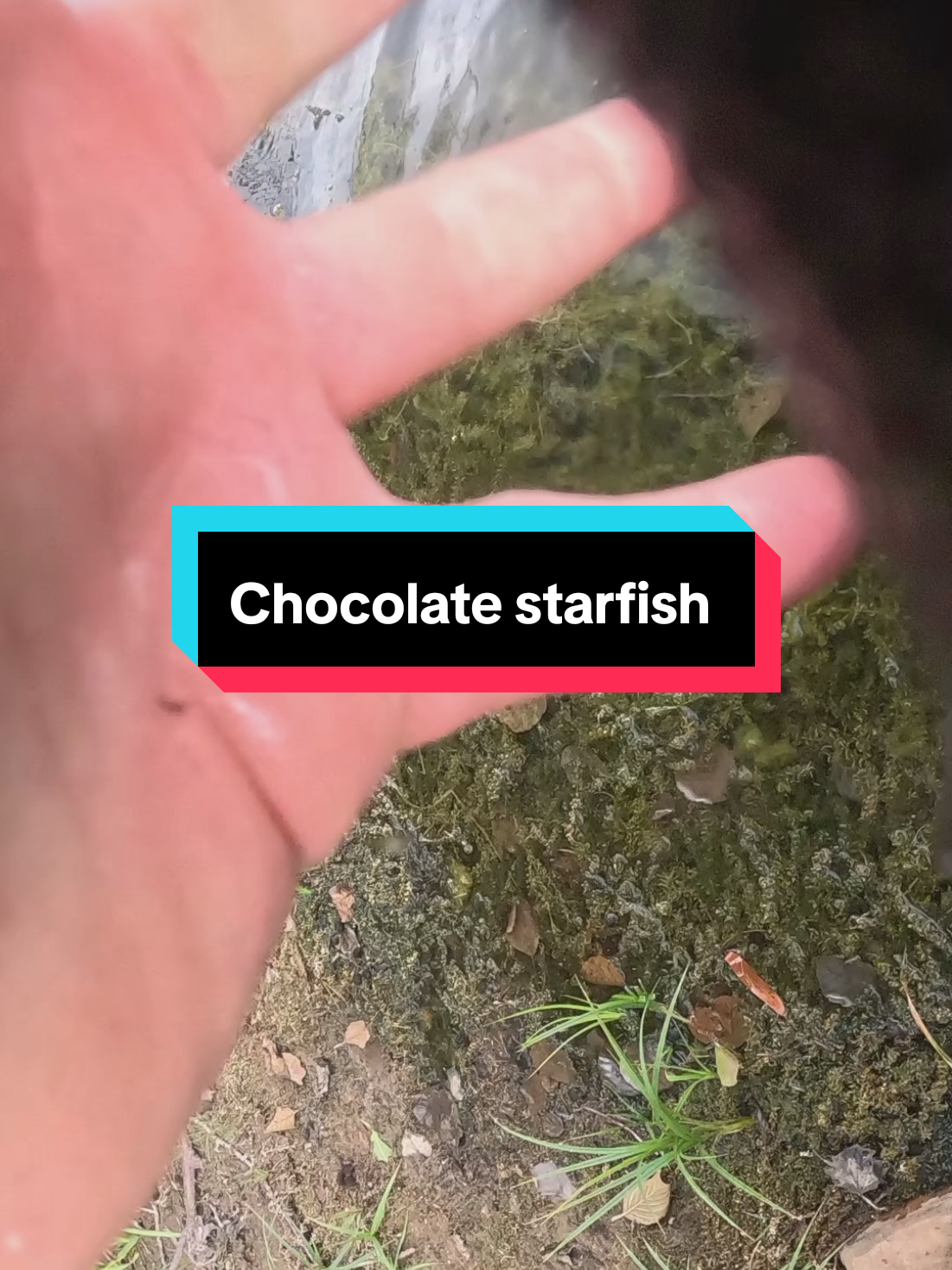 @carp_and_fun