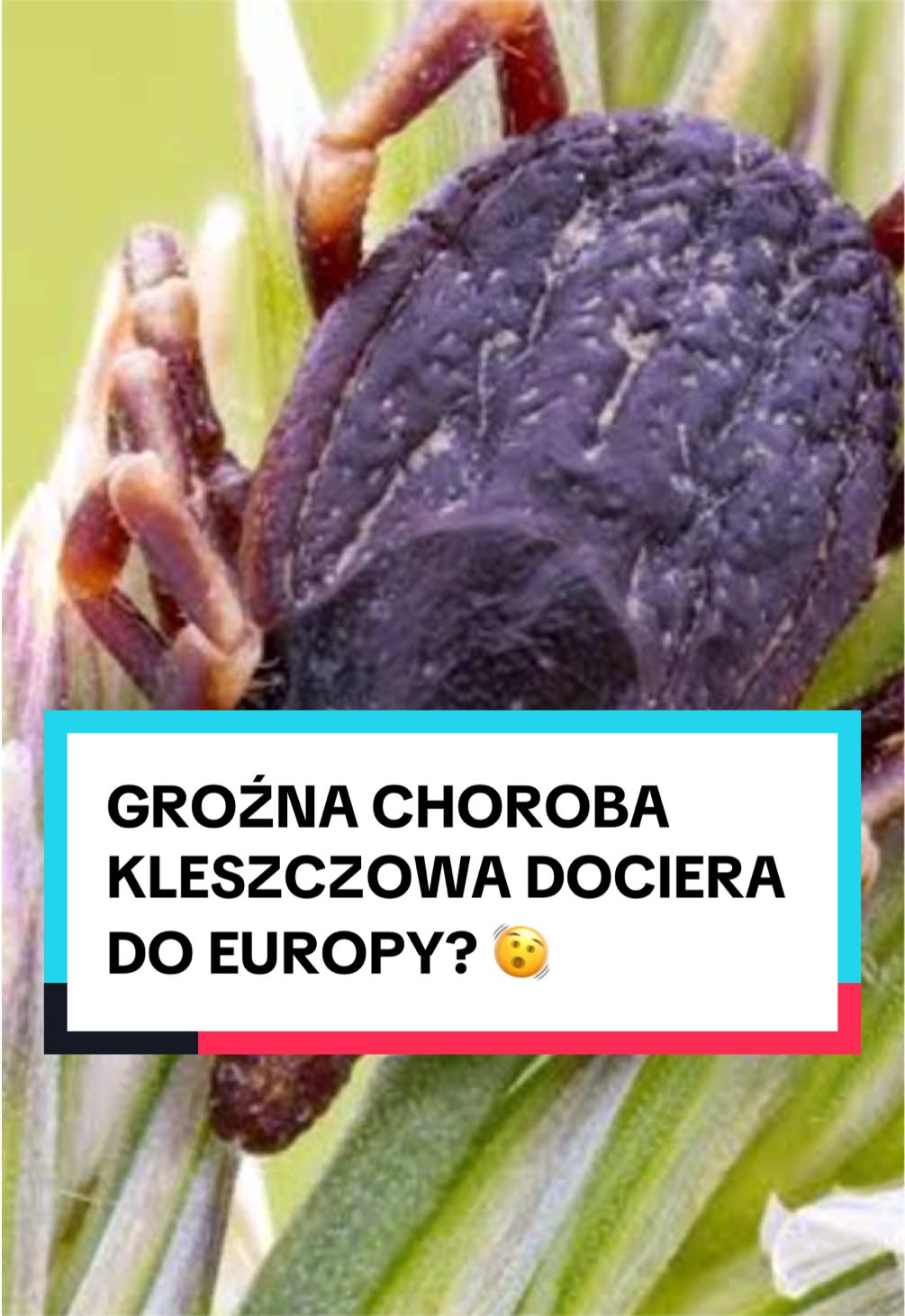 @pandawojtekyt