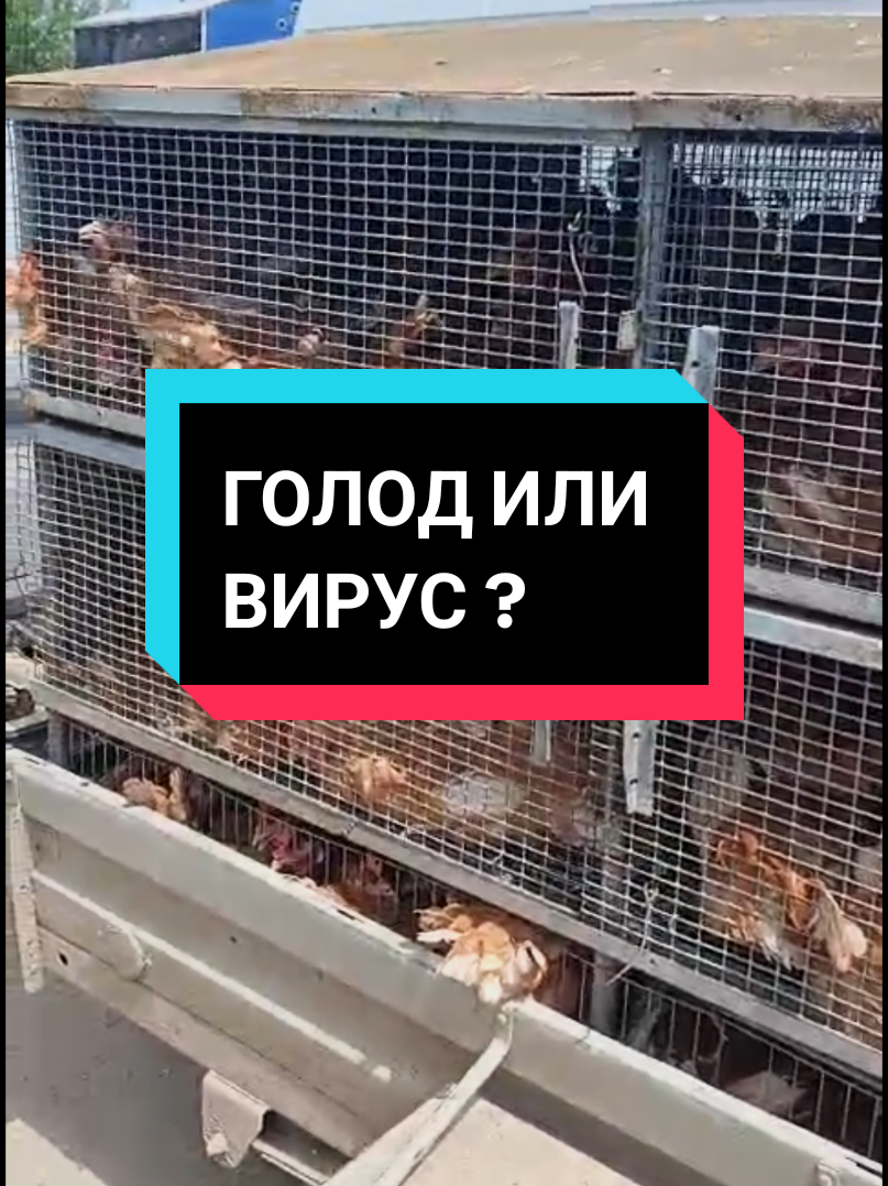 @Элита Германия