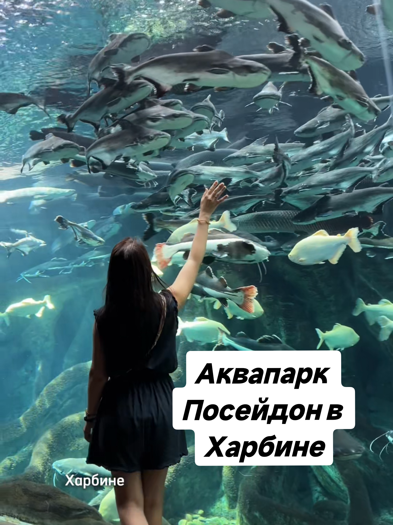 @Елена Шкода