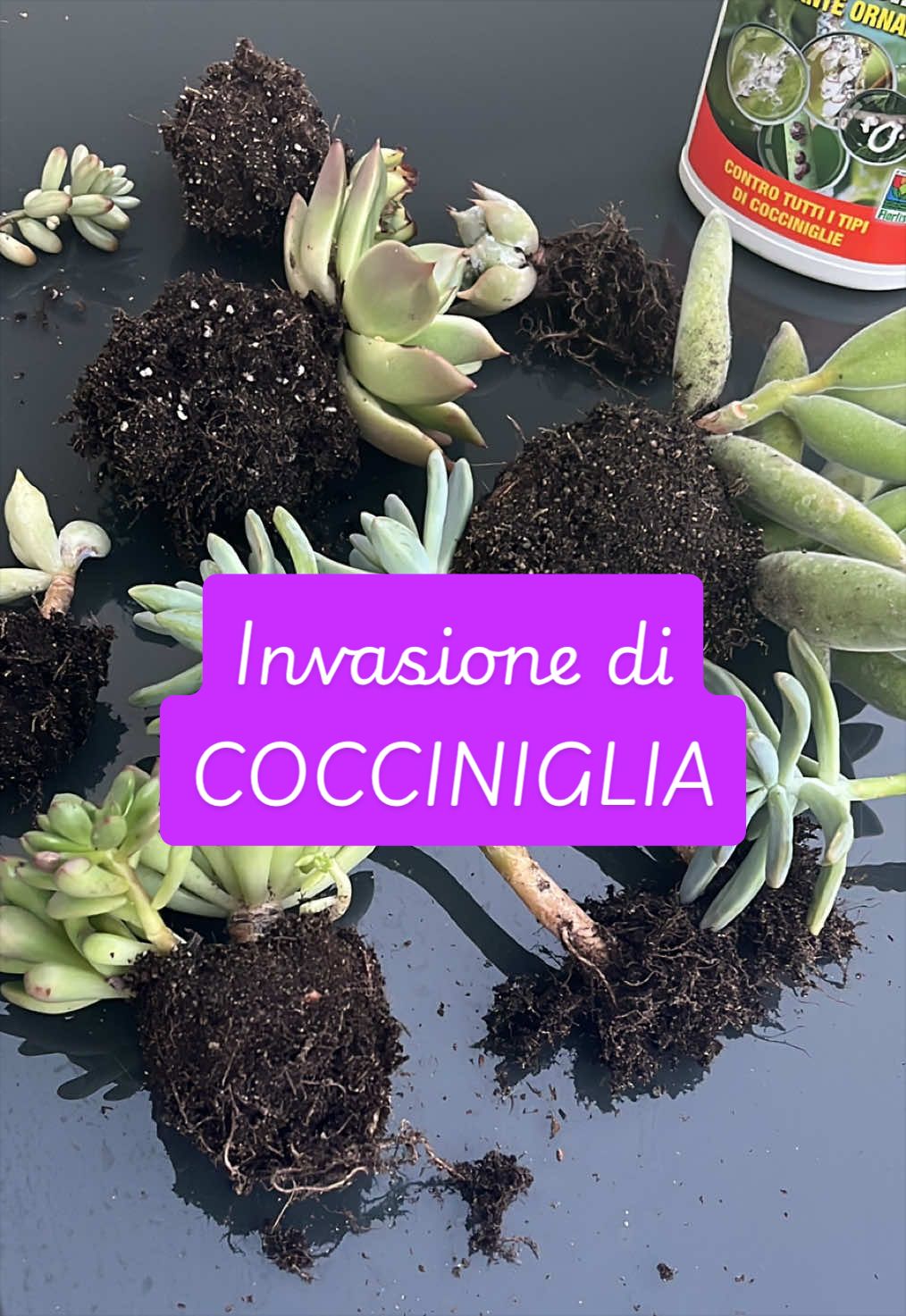 @piccole.spine.felici 🌵