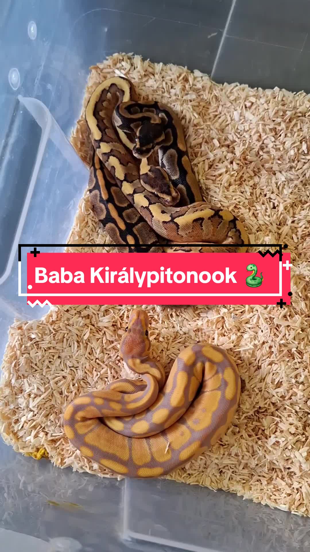 @Milu a Gekk&oacute;s 🦎