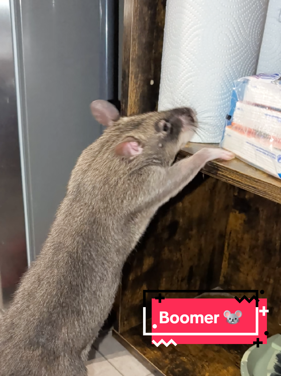 @Ratocalypse 🐀🤣🧀💥