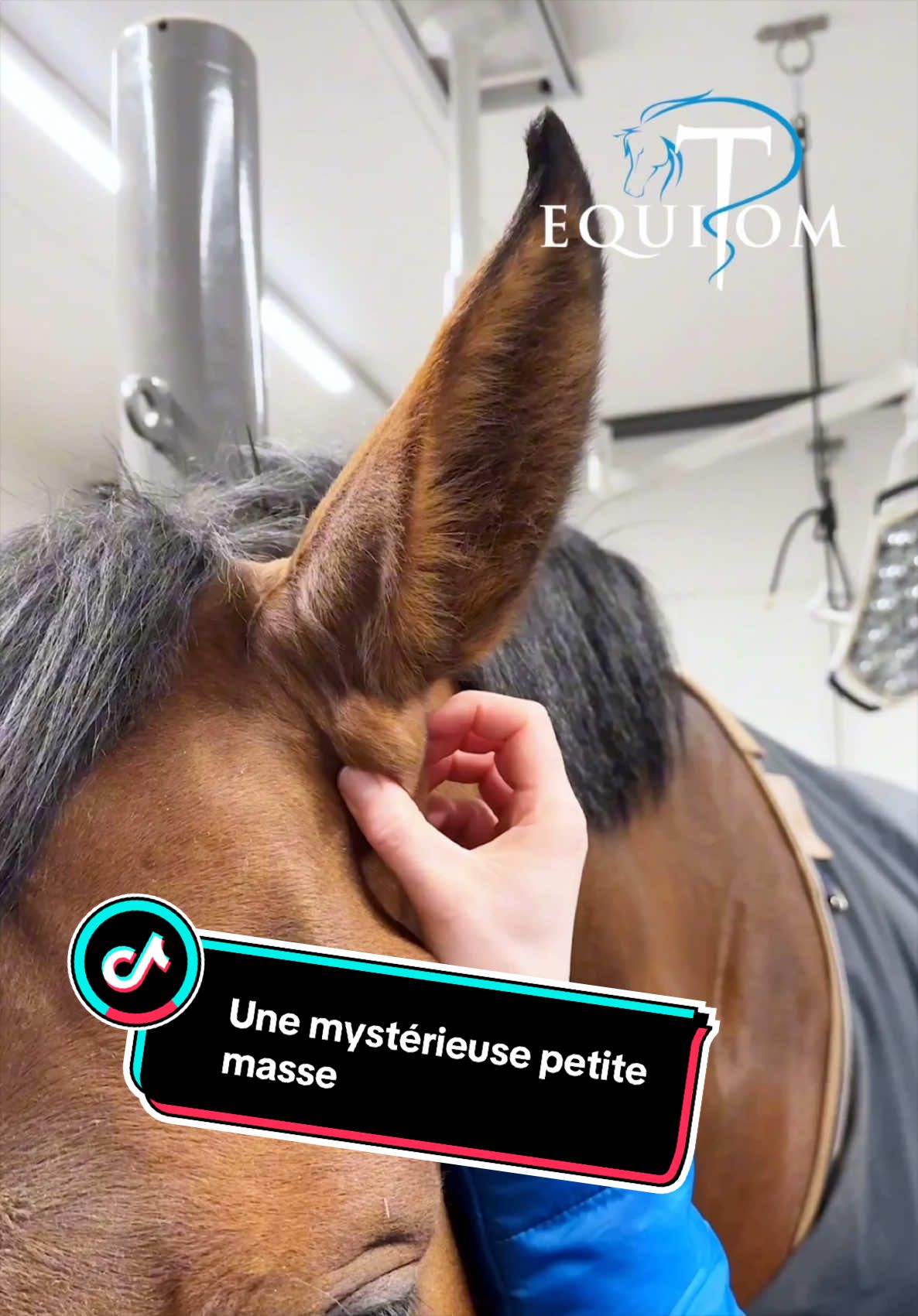 @Equitom