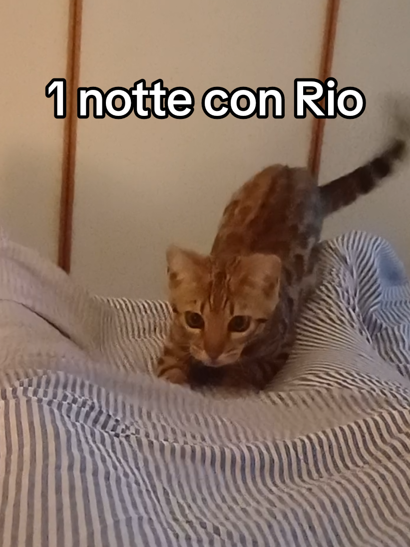 @rio.supercat