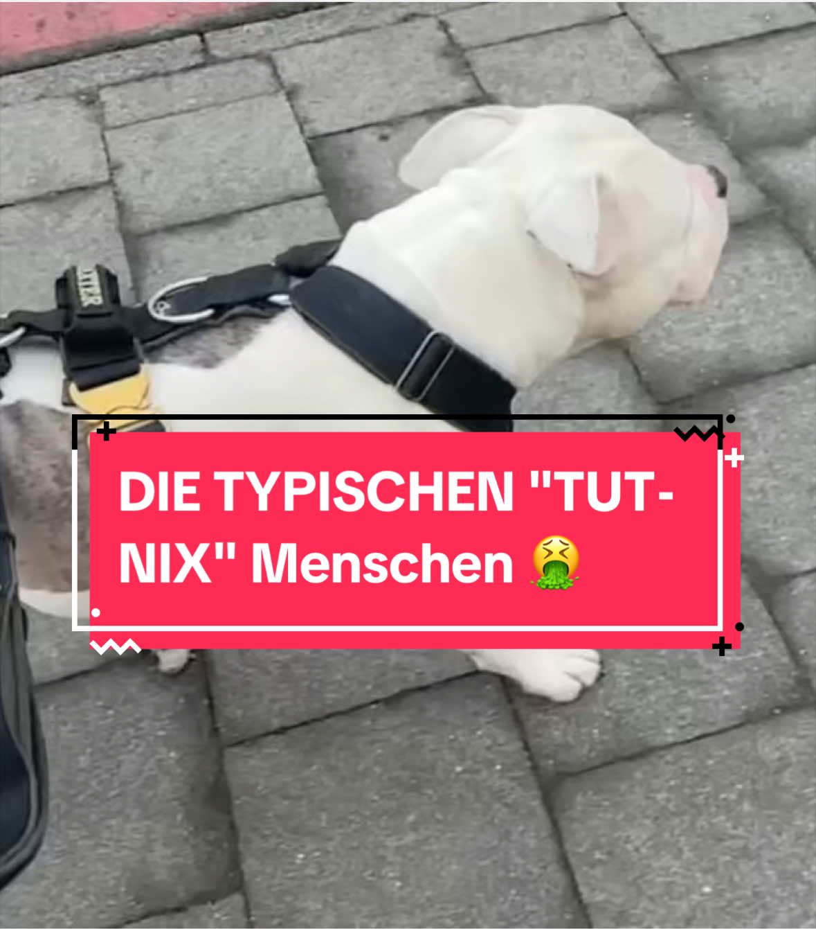 @daxter_the_bulldog