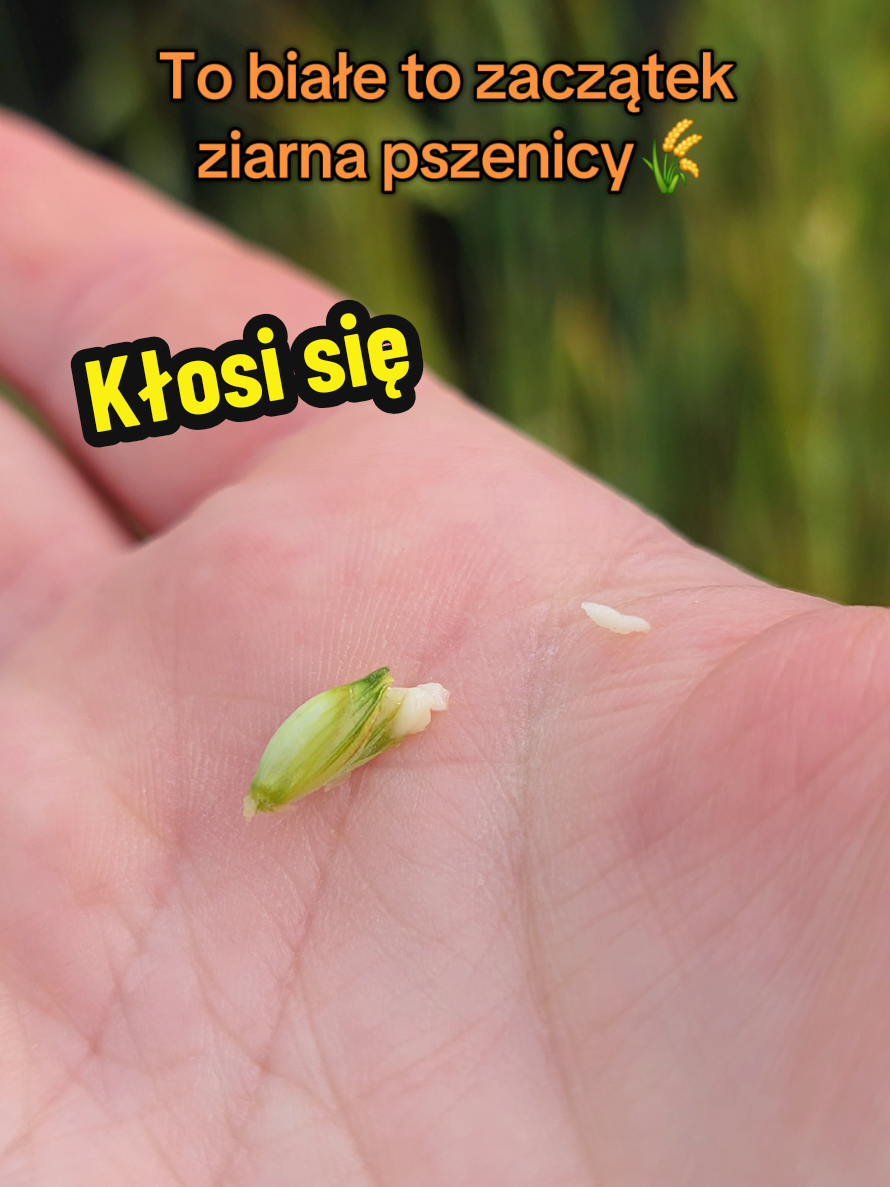 @Ania z Bieszczadzkiej Hecy🇵🇱