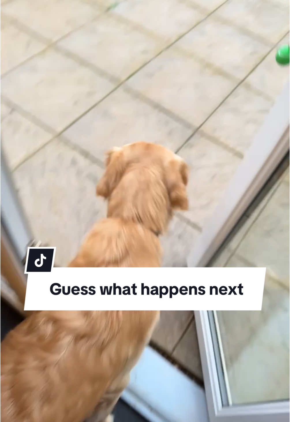 @Joey The Golden