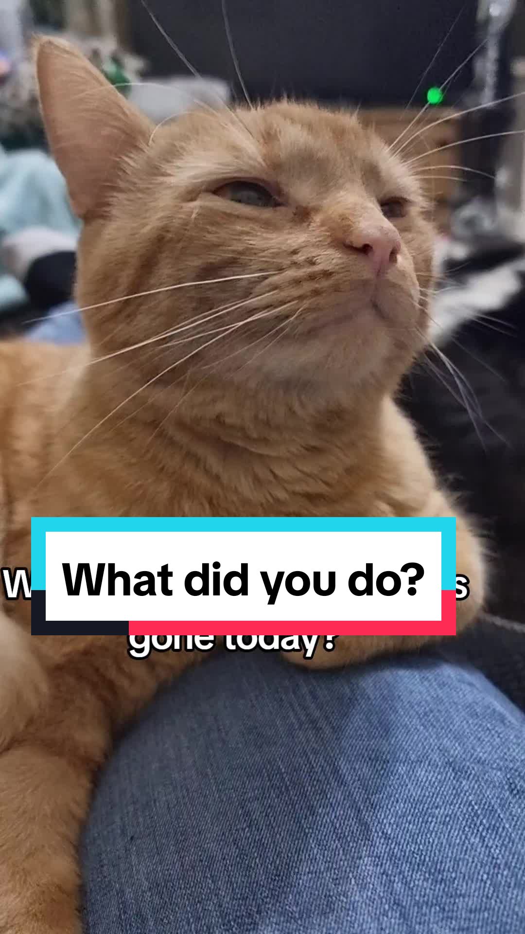 @Paws and Claws