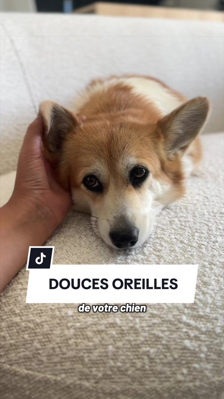 @Lemon 🍋 Corgi