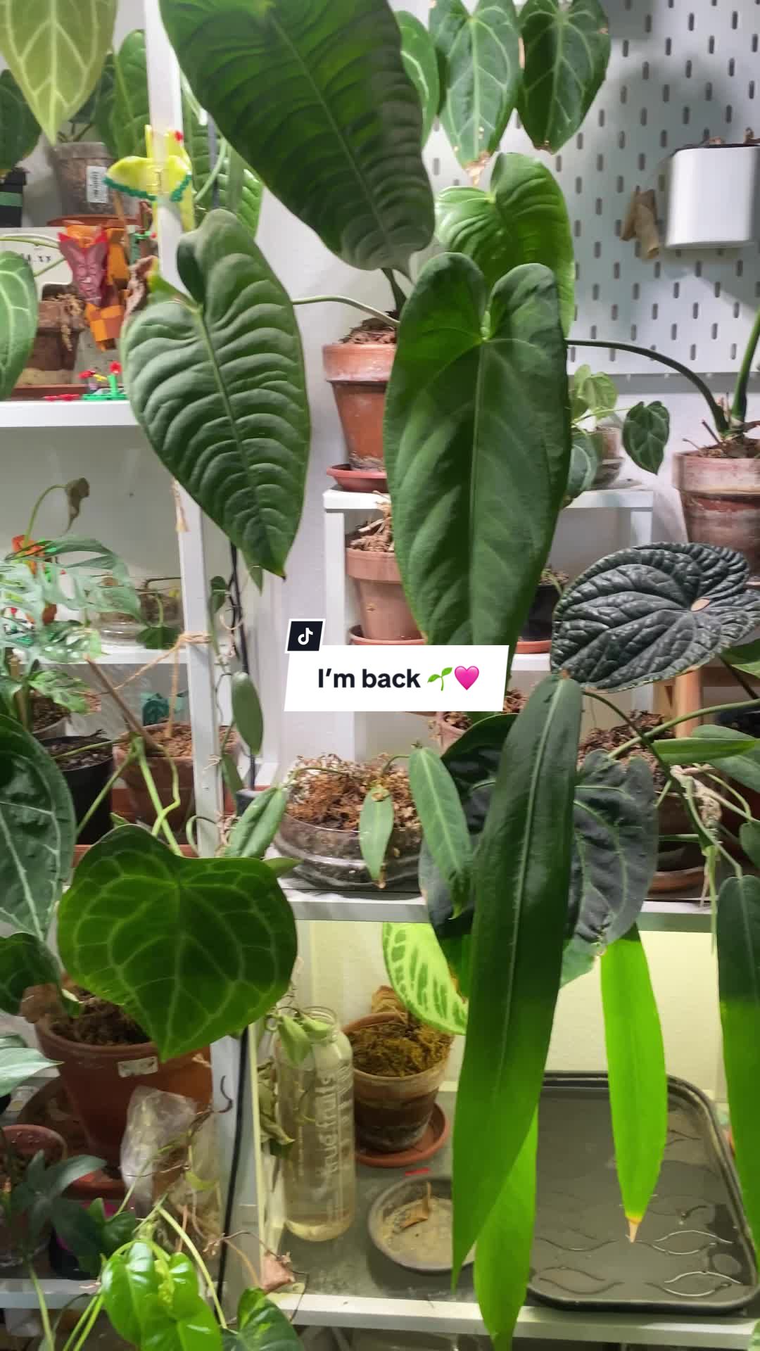 @pflanzdirwas 🌻🪴