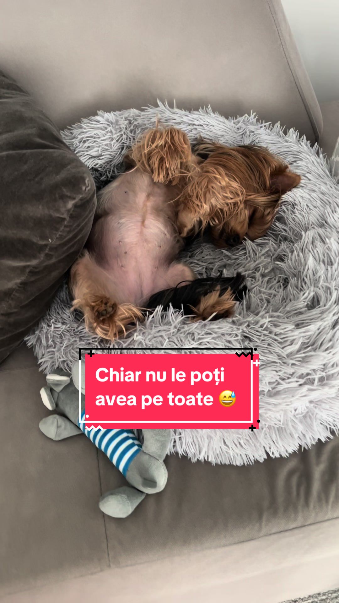@Chicago & Tokyo | The Yorkies