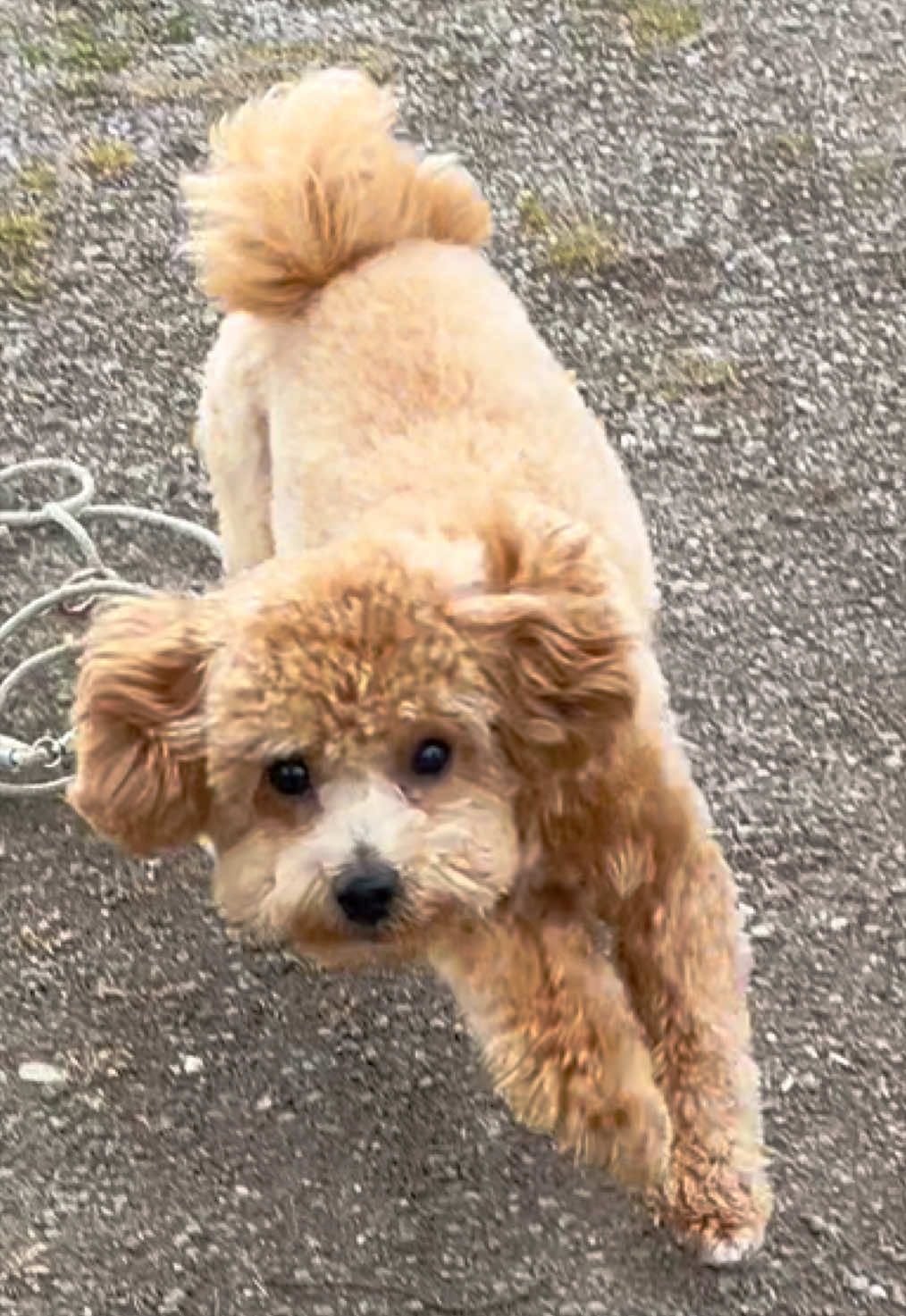 @dinothemaltipoo