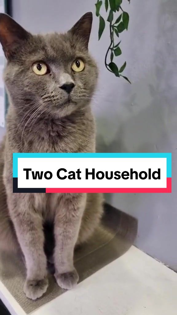 @Paws and Claws