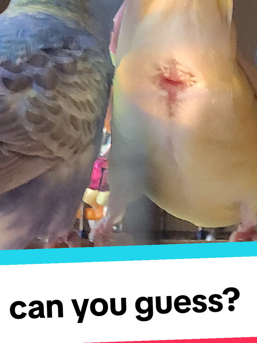 @Taha the Budgie