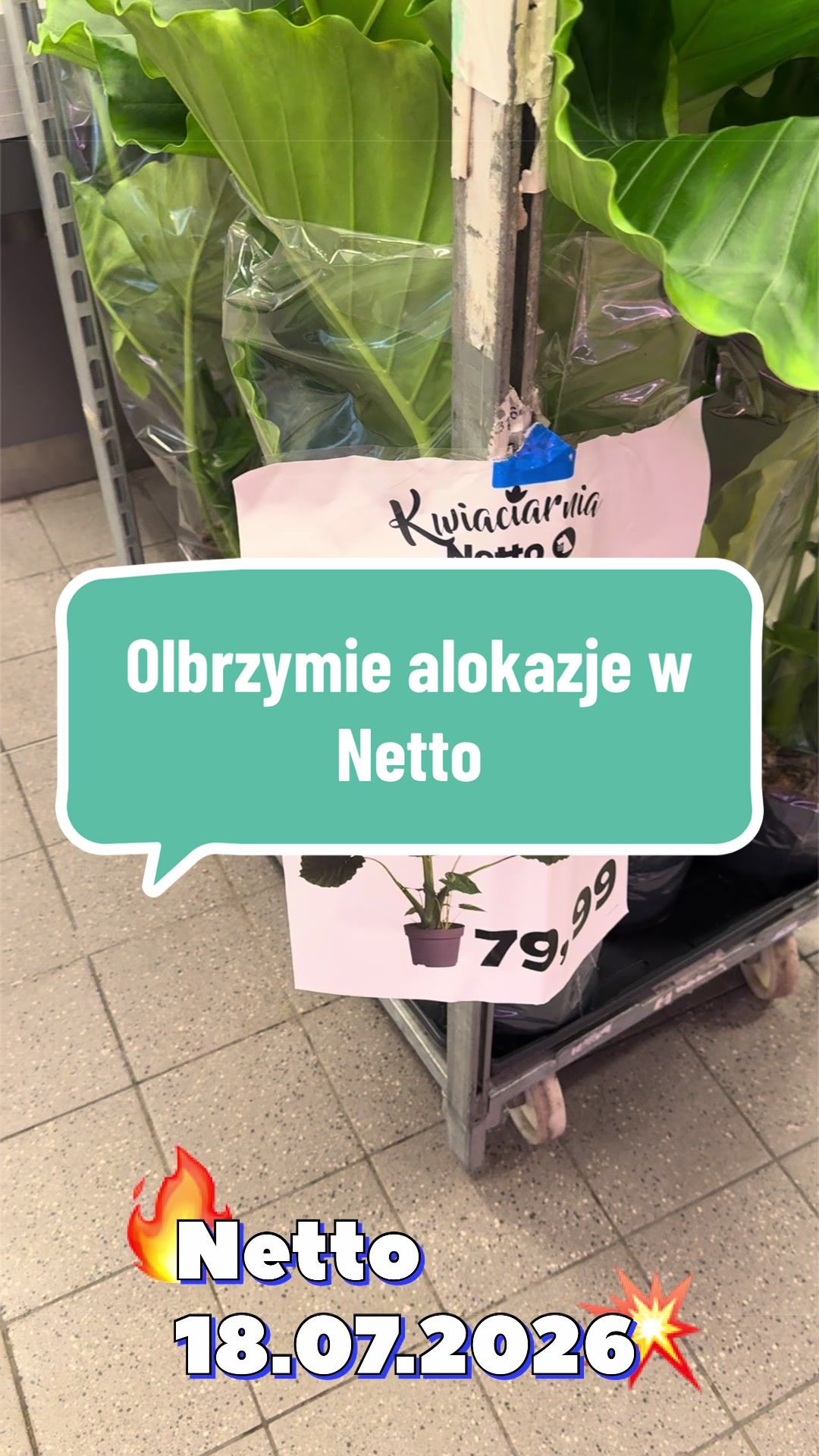 @maciej.plants