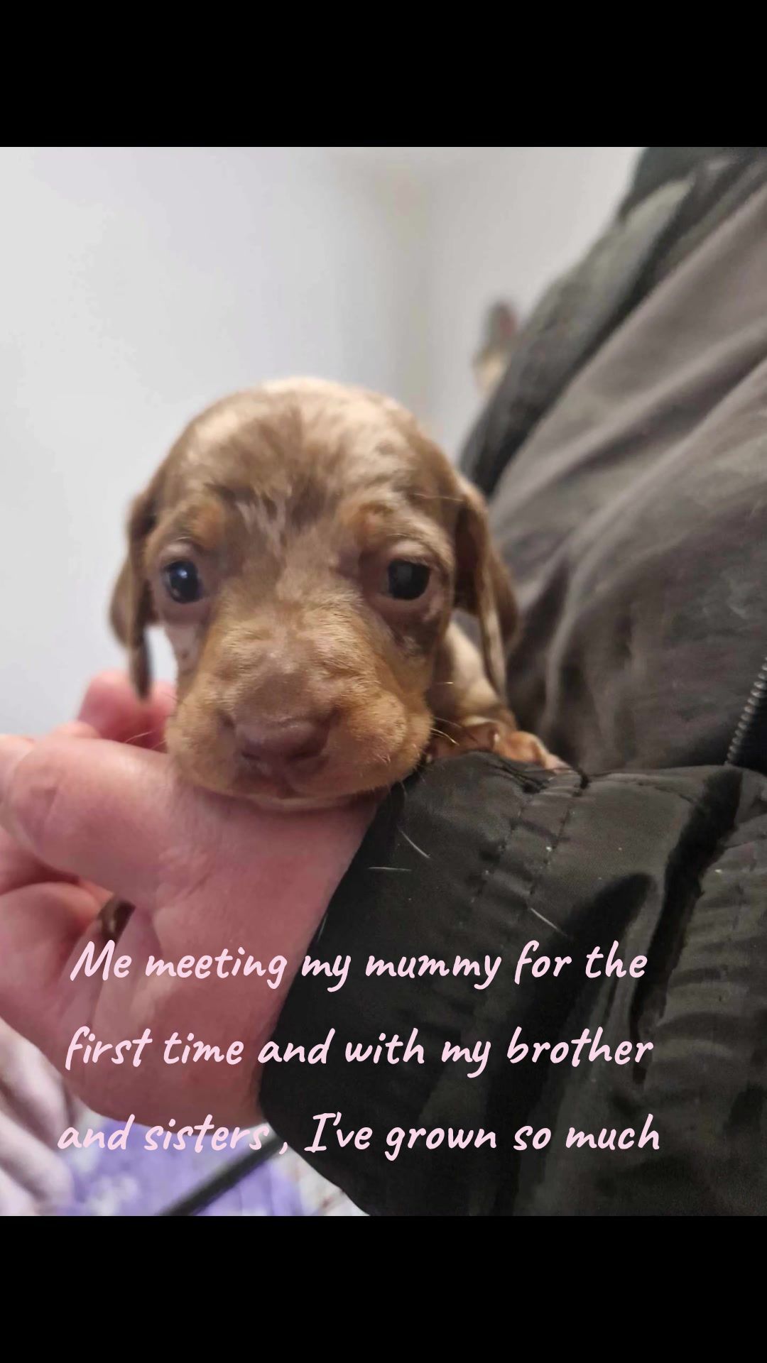 @Choritzo chipolata🐾