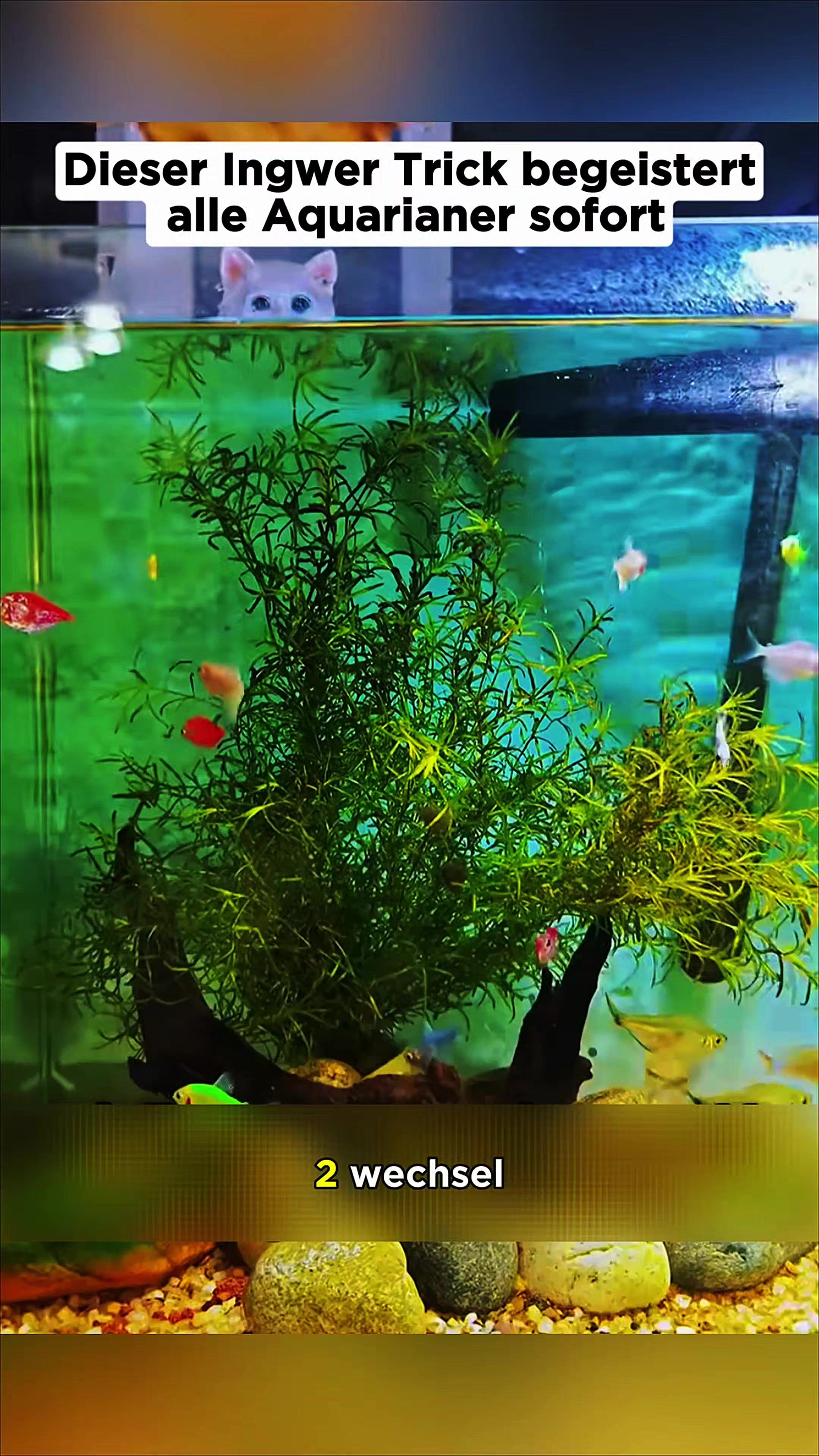 @Barschfan Aqualive