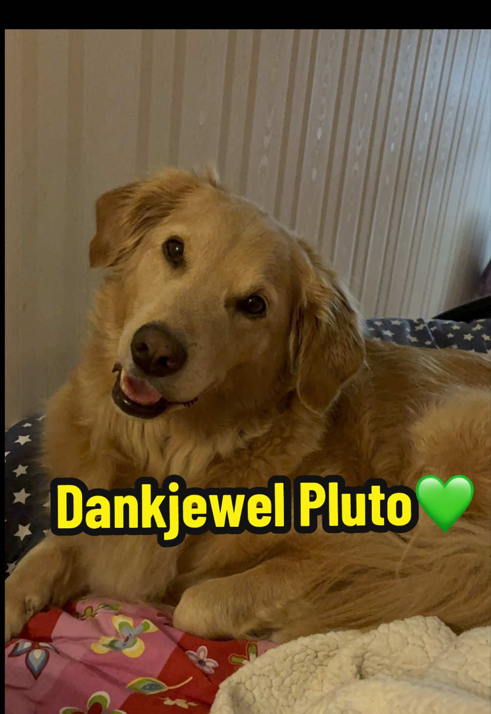 @Mieke🧩Pluto🐾 Mickey🐾