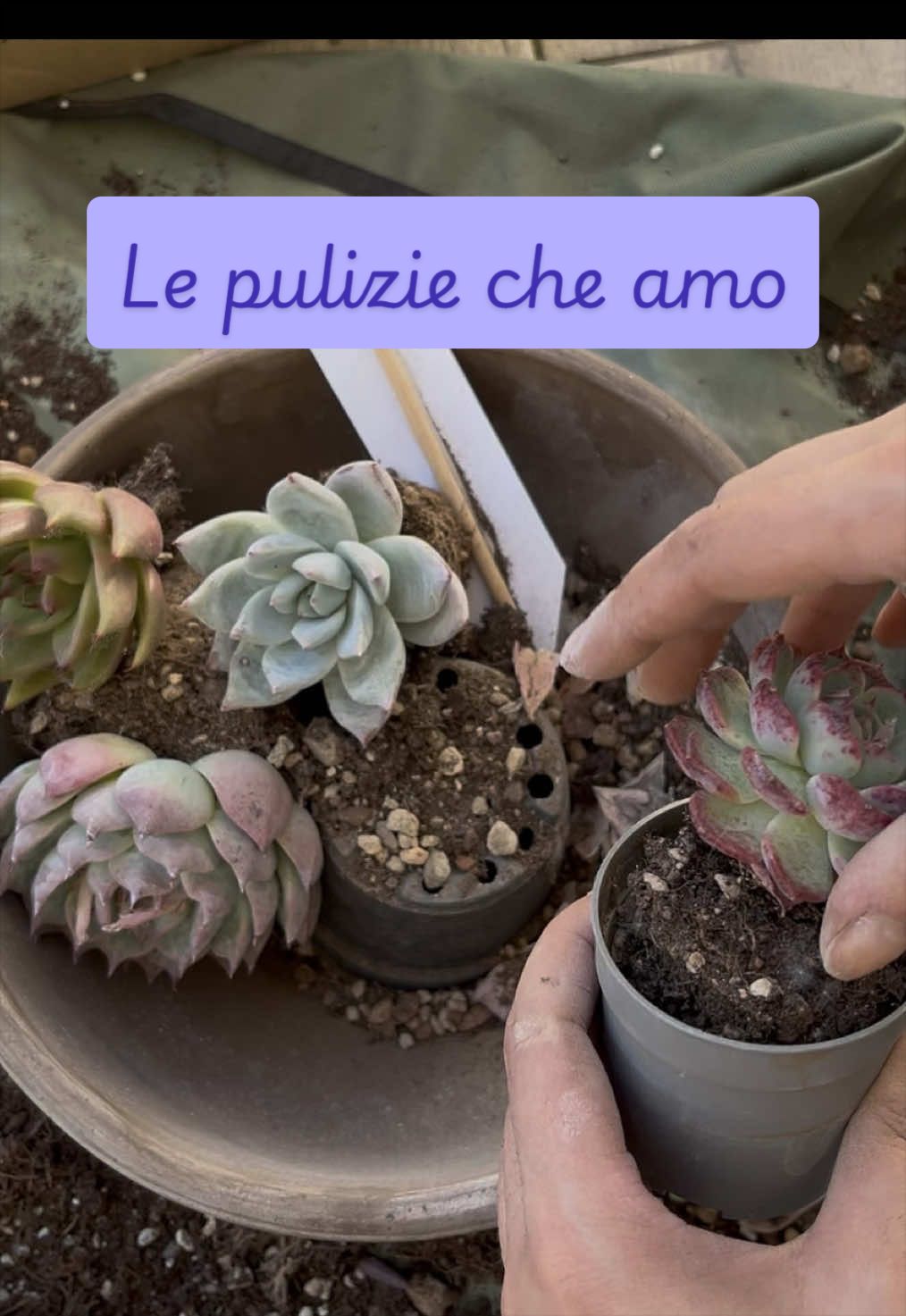 @piccole.spine.felici