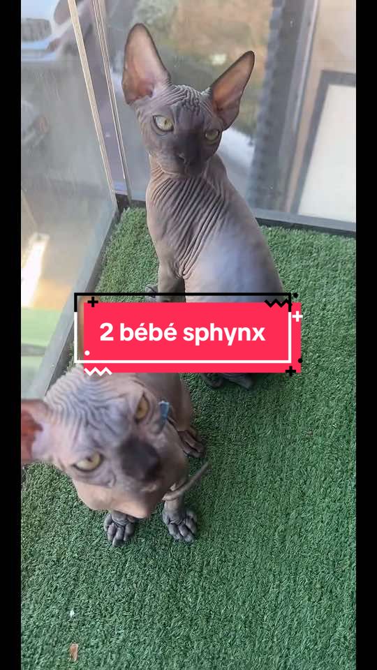 @vanilleetbeerus
