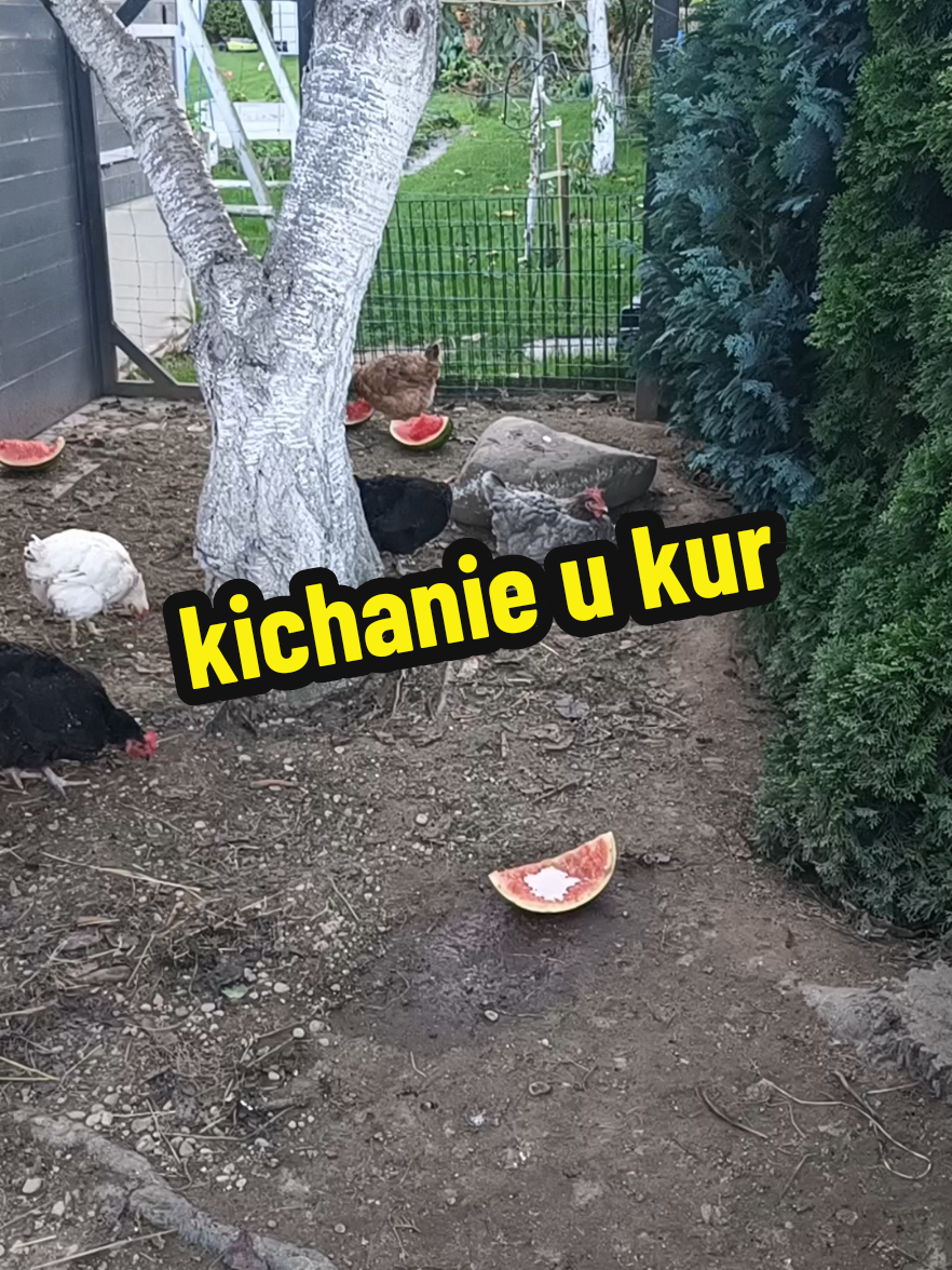 @Marcin ogrodnik