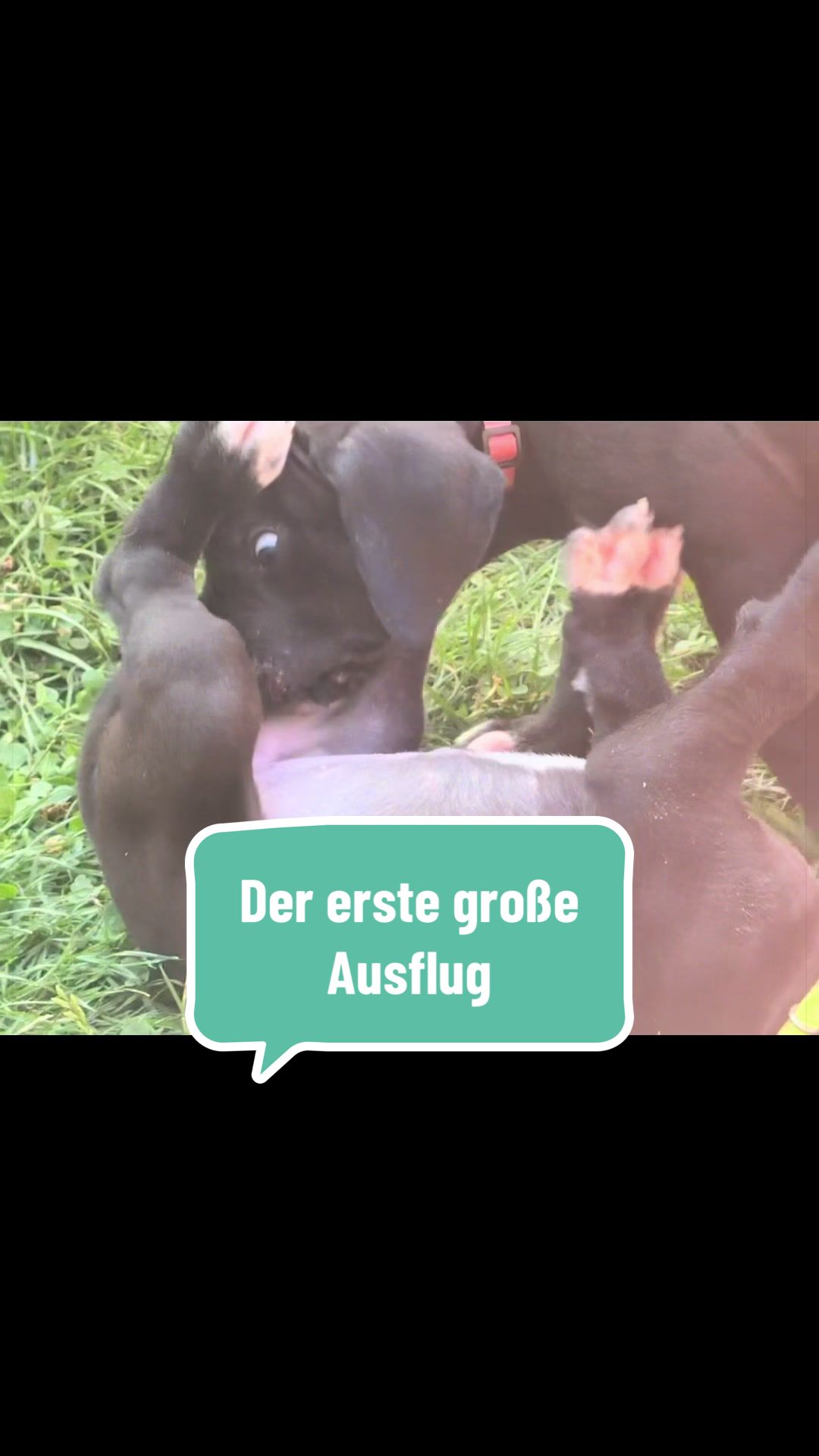 @Doggen von Lucaelis