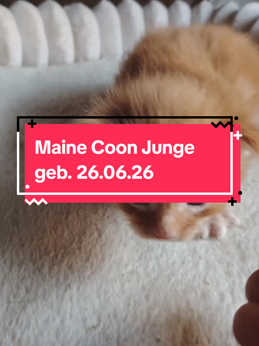 @Maine Coon Zucht WILD KRAFTS