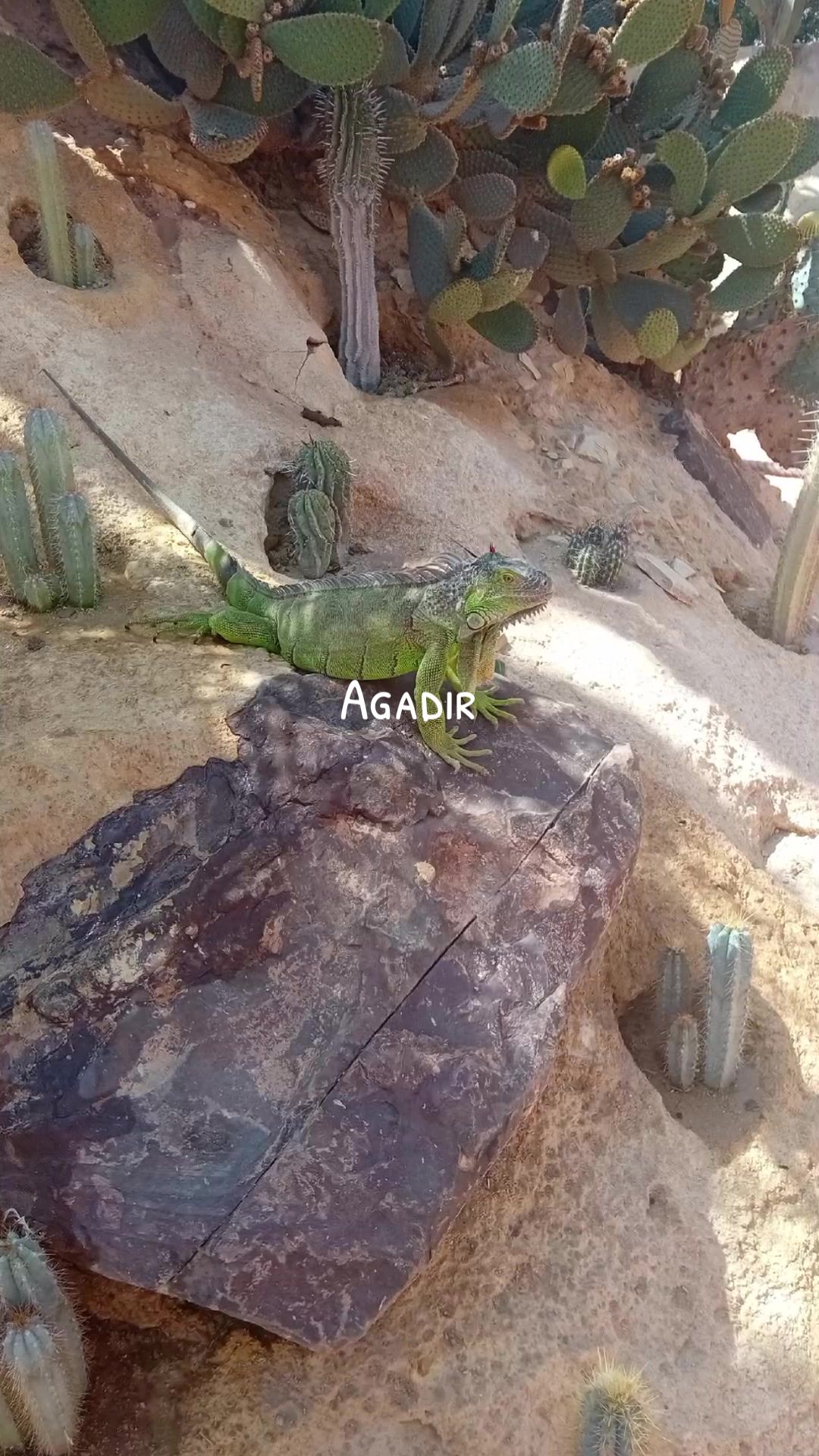@Phoenix