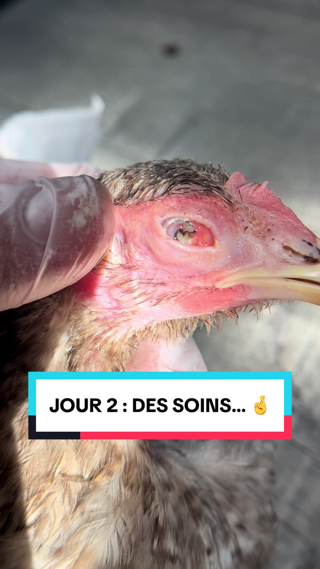 @Les Animaux d&rsquo;Allan