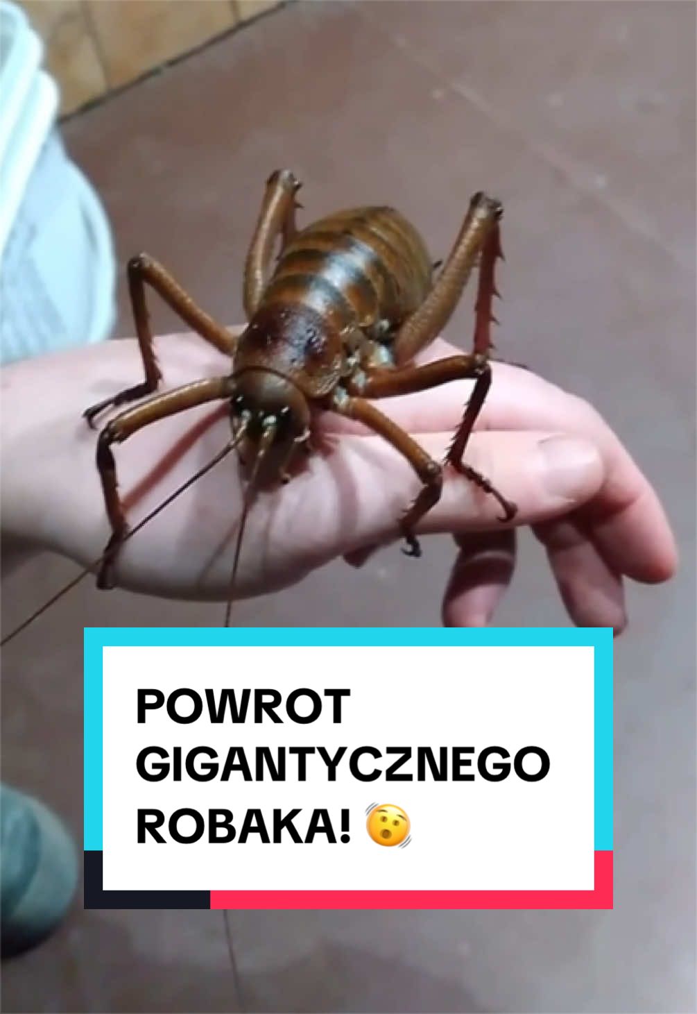 @pandawojtekyt