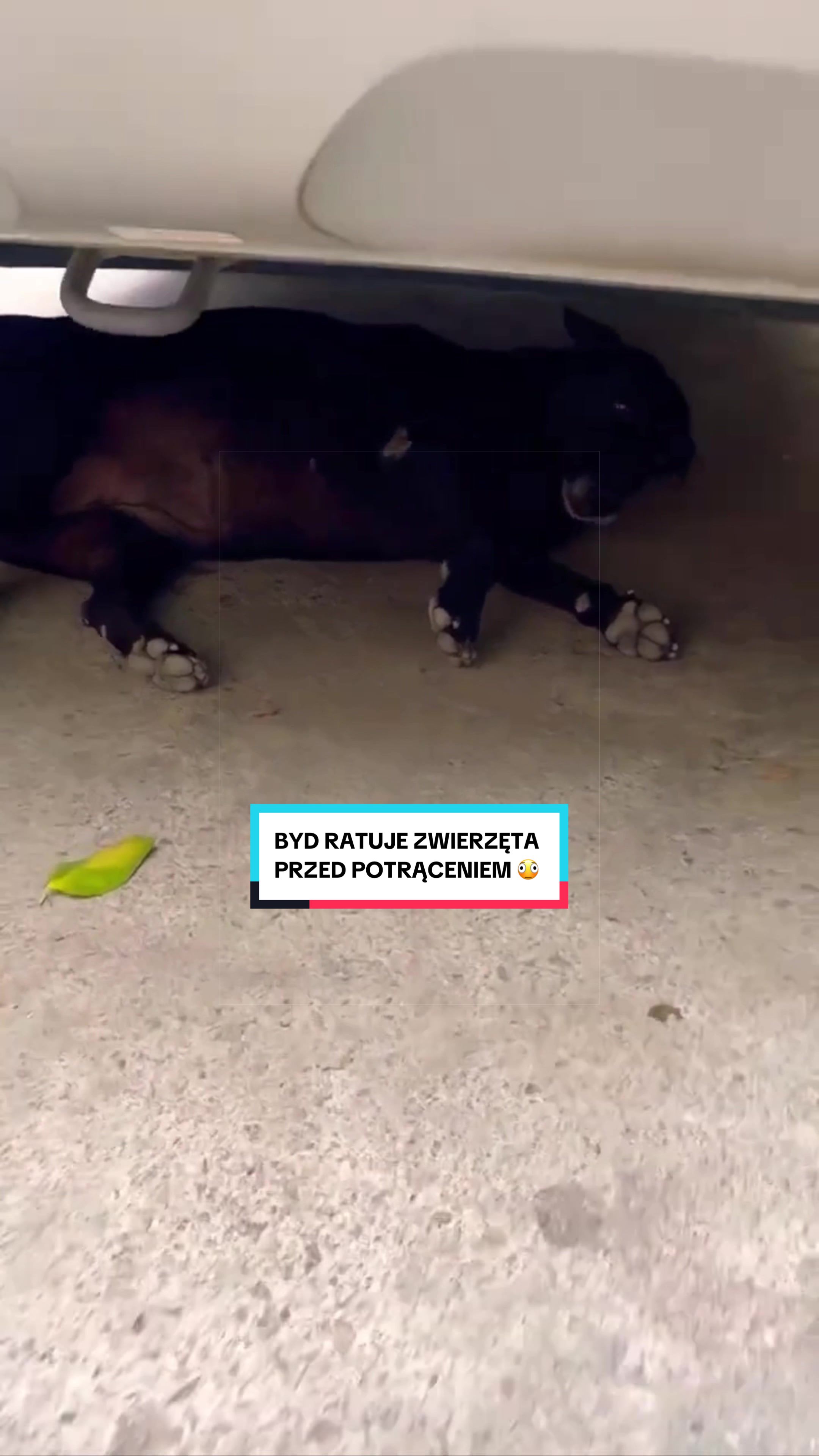 @pandawojtekyt