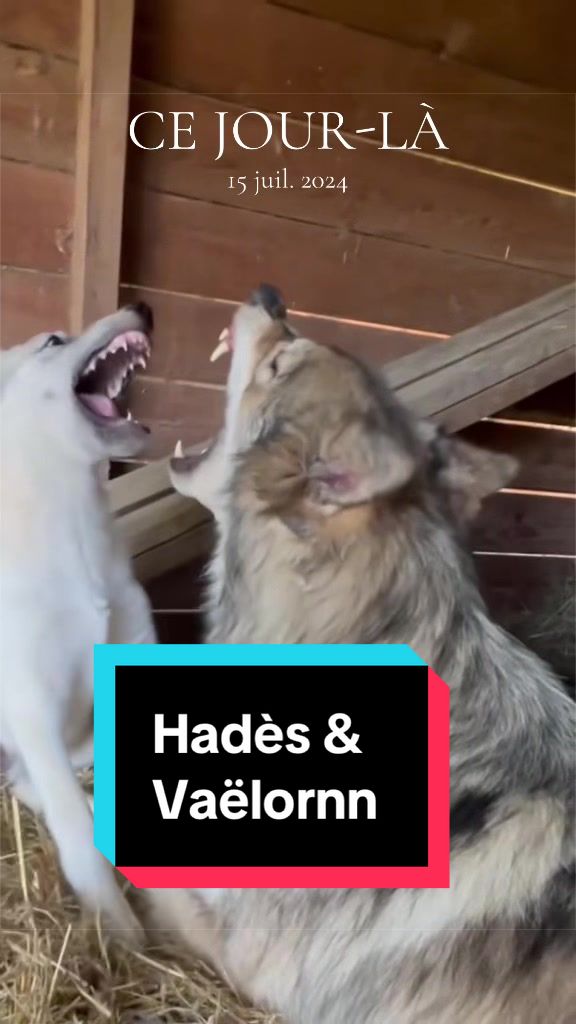 @🐺 Ragnar_et_sa_meute 🐺
