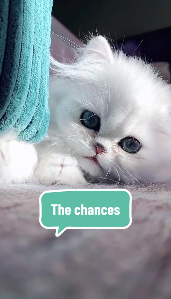 @Dutchkittycat