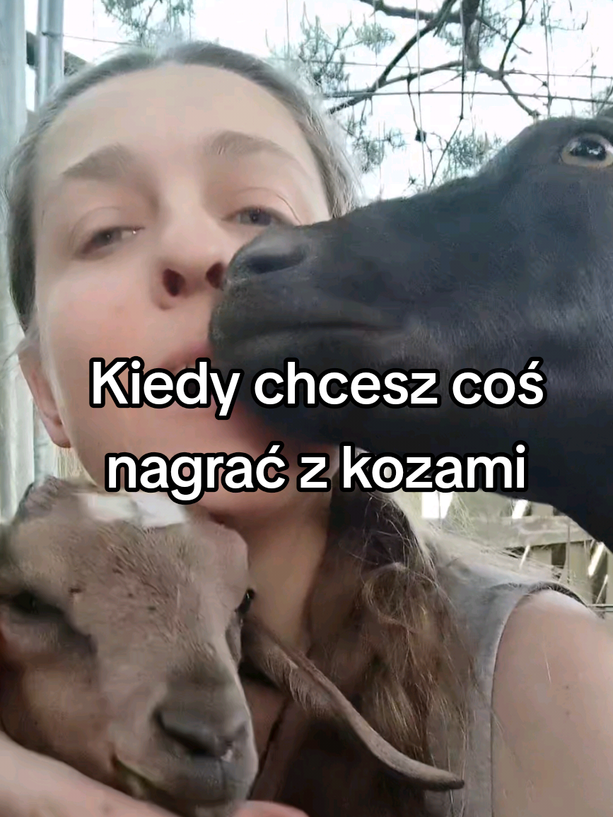 @Makowa Koza - sery z Kociewia