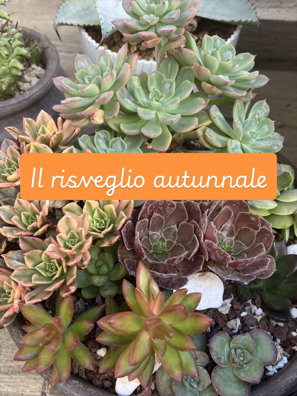 @piccole.spine.felici 🌵