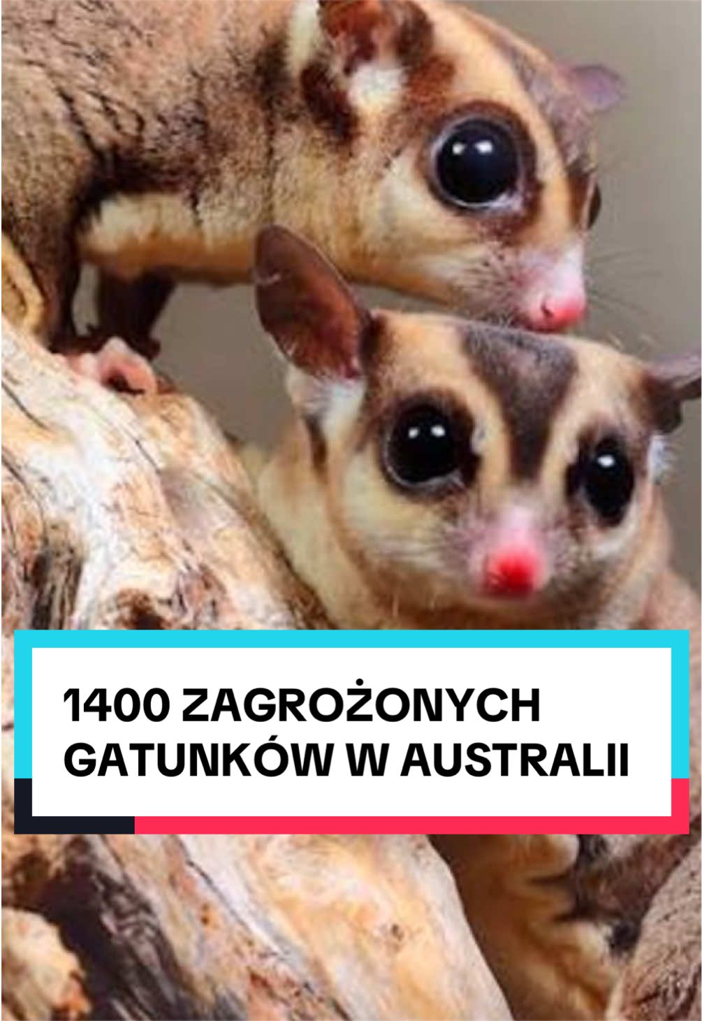 @pandawojtekyt