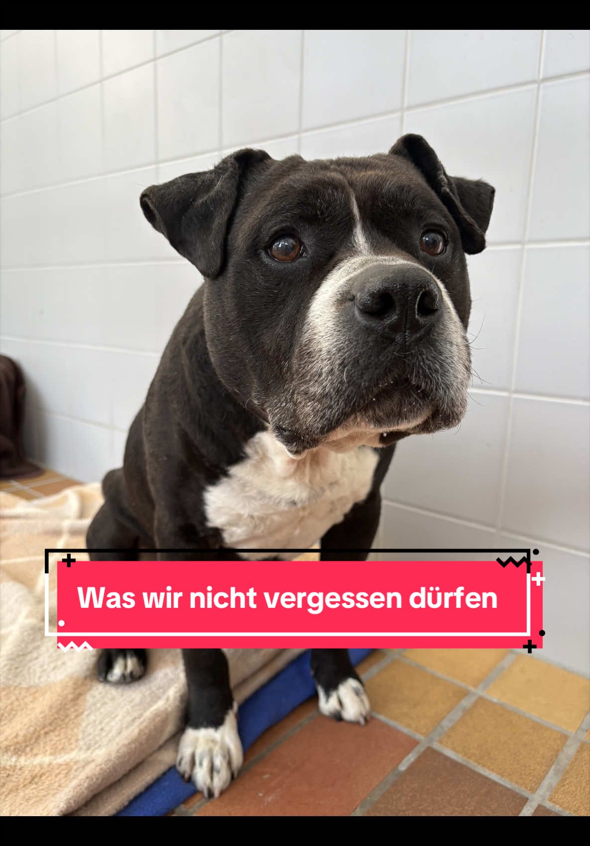 @TierschutzvereinM