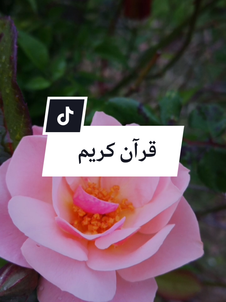 @Idoghlaf Mohamed