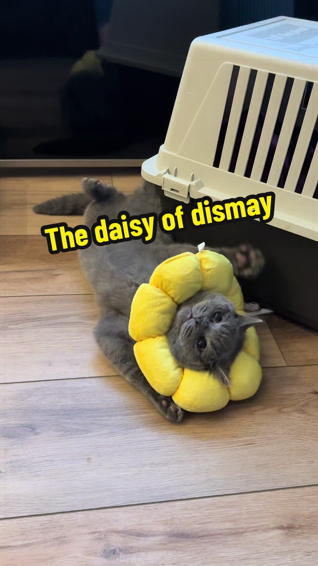 @Ozzy Boi