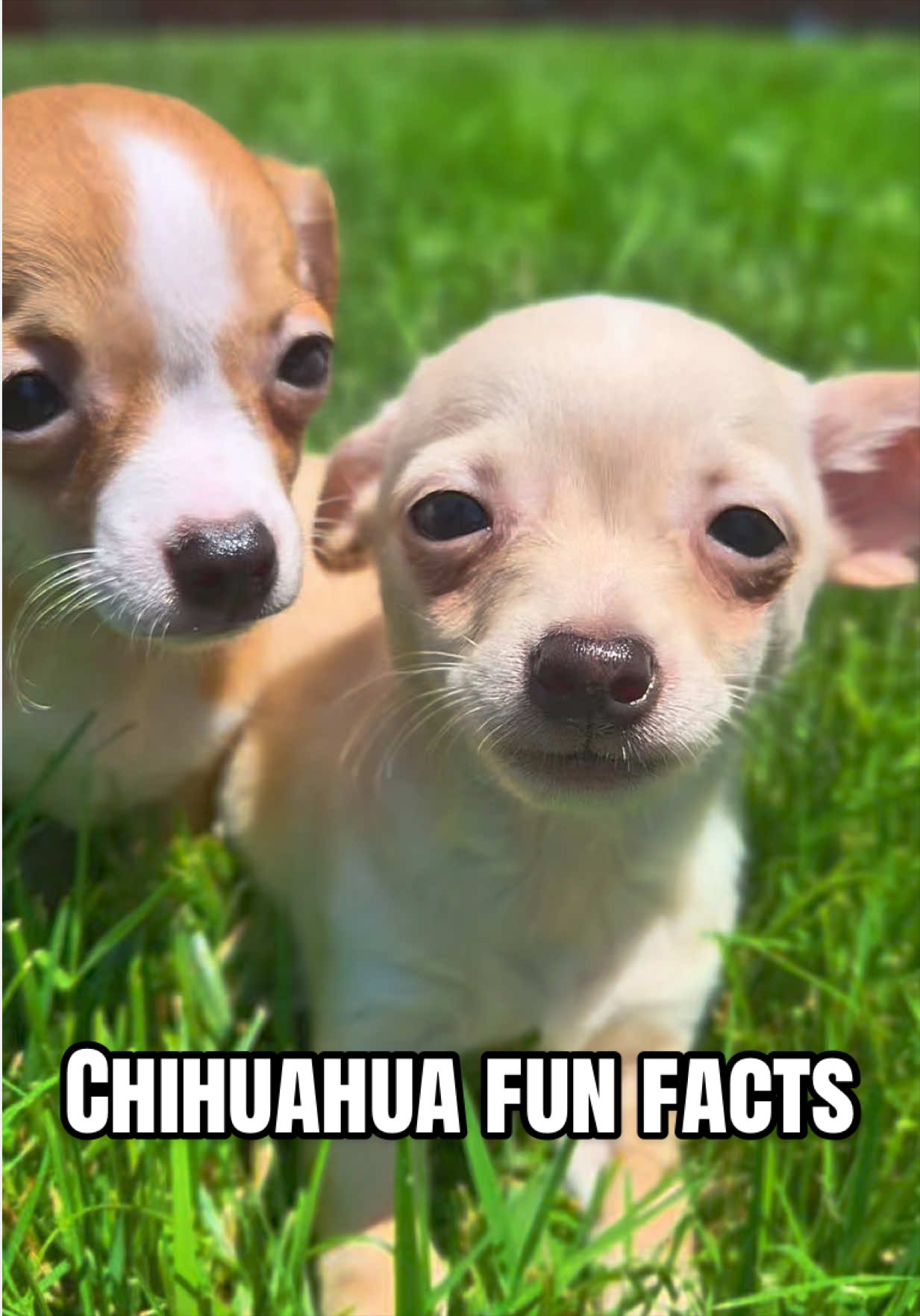 @Petland Oklahoma City