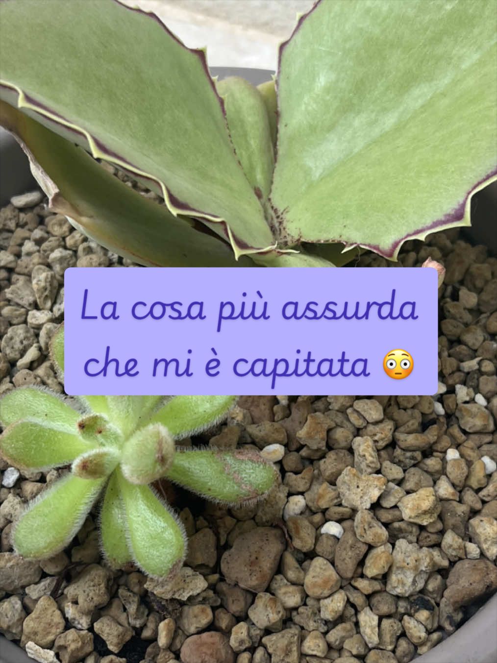 @piccole.spine.felici