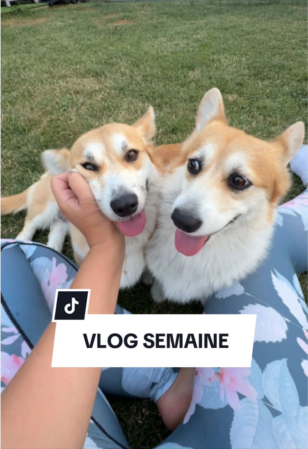 @Lemon 🍋 Corgi