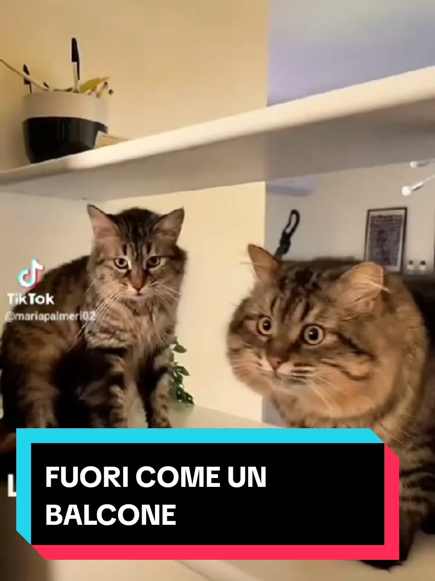 @Rita Tartaria